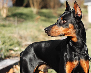 Doberman Breeding - Animal Zante