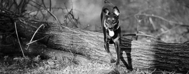 Doberman Breeding - Animal Zante